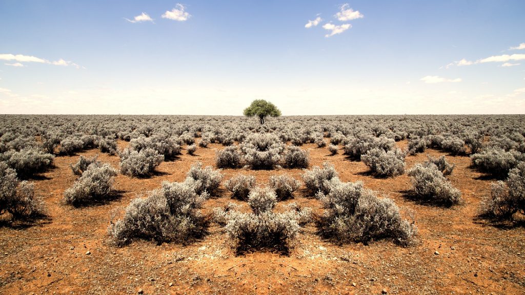 barren desert tree