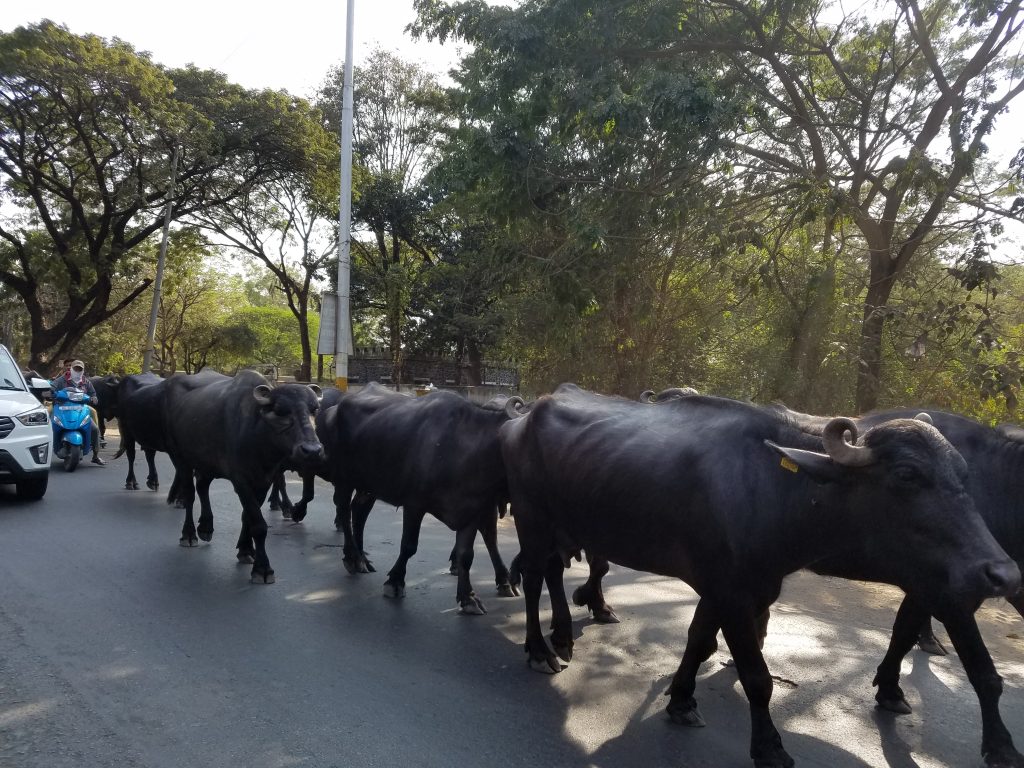 The buffalo take precendence over the cars