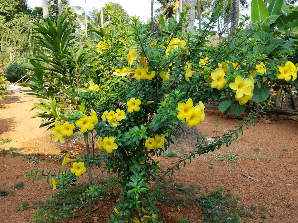 flowers