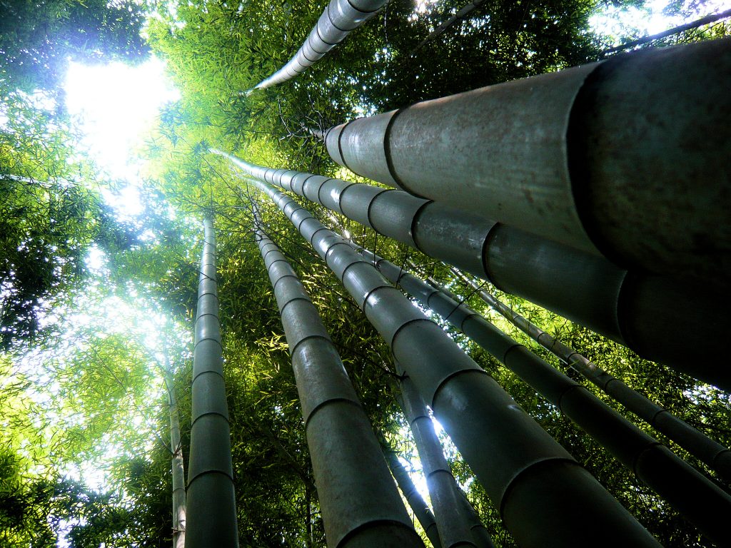 Giant_bamboo_forest_-_Fushimi_Inari (1)