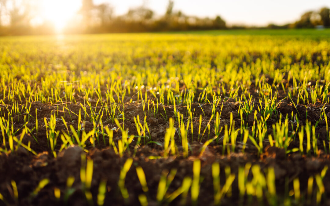 Weekly Inspiration: All Things New