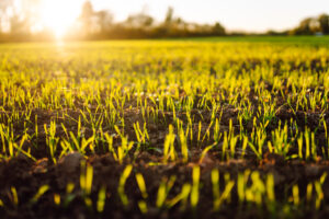 Weekly Inspiration: All Things New