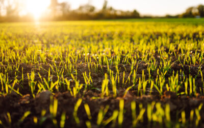 Weekly Inspiration: All Things New