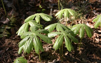 Weekly Inspiration: Growing Wonder