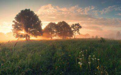 Weekly Inspiration: Attentive to Him Who Gives Life